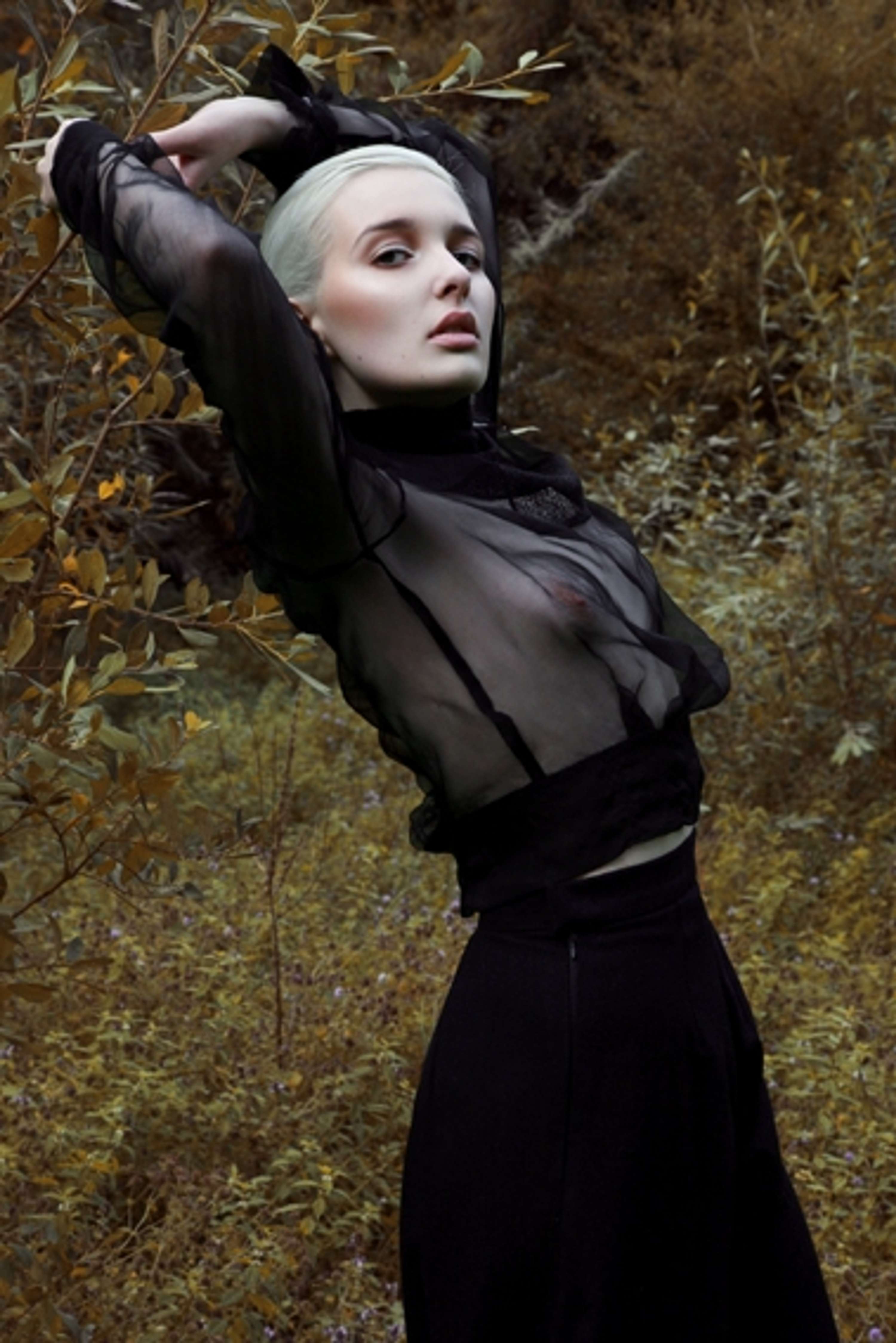 Felice Fawn 3
